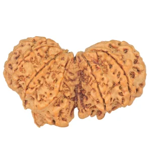 11 MK Gaurishankar 39.3mm 7.28gm - Rudraksha back