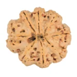 8 Mukhi Rudraksha 29.3mm 6.79gm - Rudraksha back