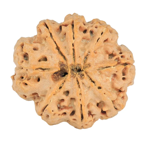 8 Mukhi Rudraksha 29.3mm 6.79gm - Rudraksha back