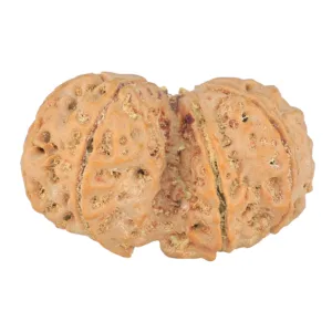 9 MK Gaurishankar 40.2mm 10.22gm - Rudraksha back