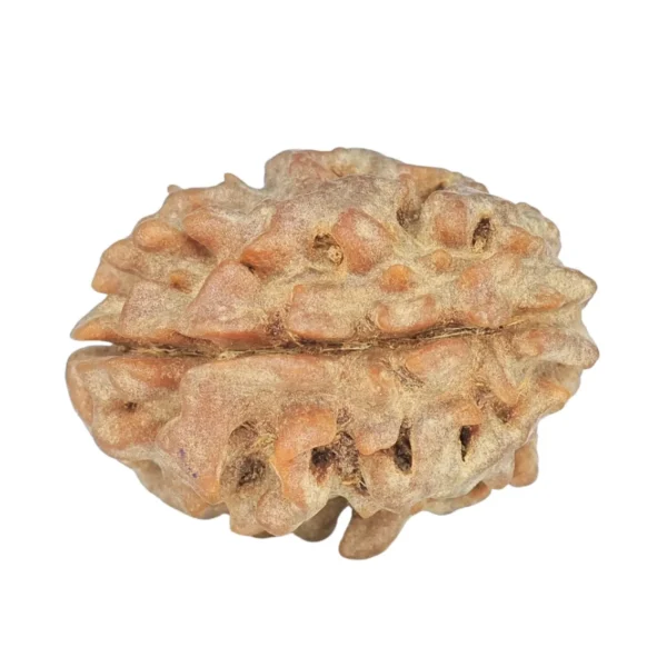 1 Mukhi Rudraksha 22.8mm 3.06gm - Rudraksha back