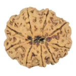 9 Mukhi Rudraksha 22.6mm 2.78gm - Rudraksha back