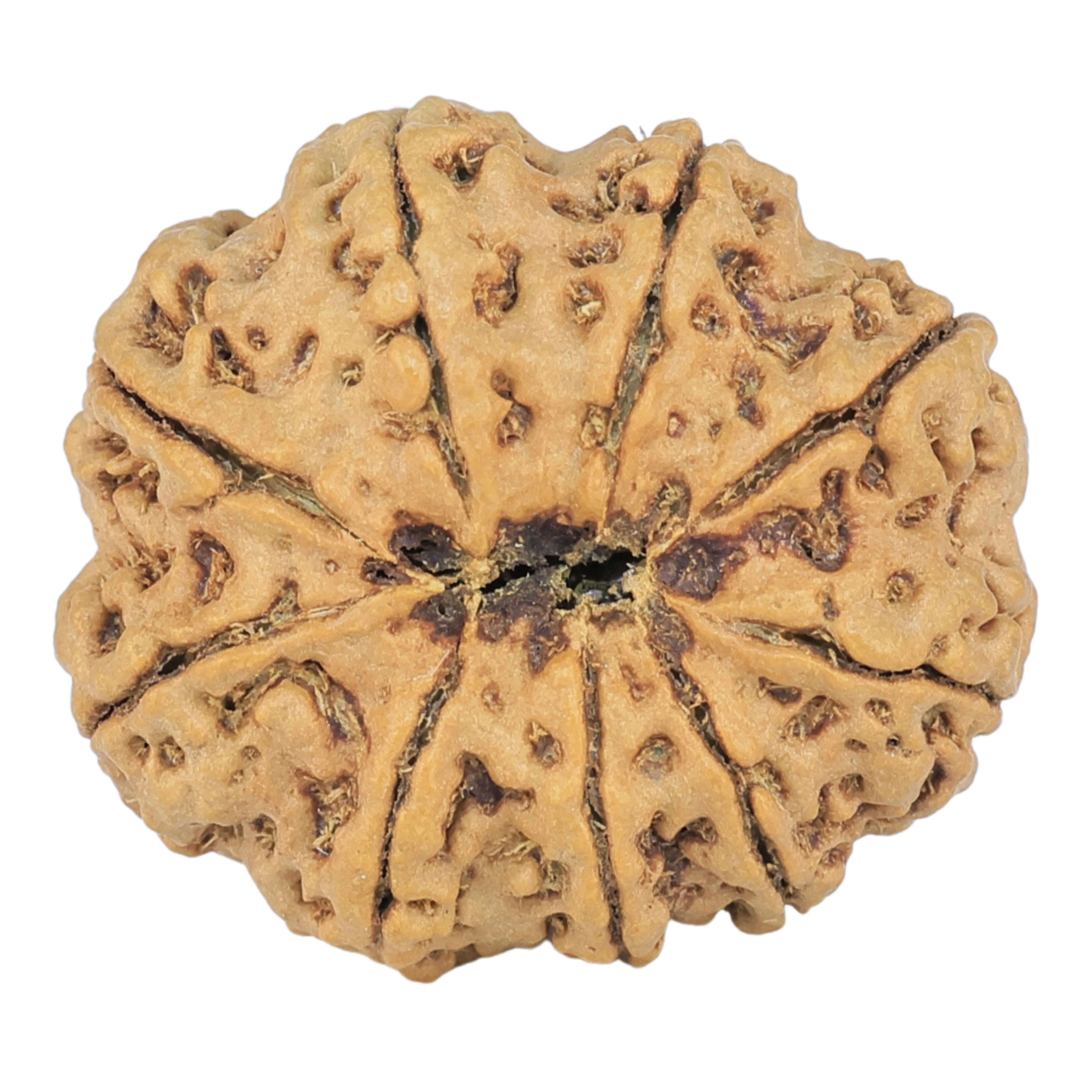 9 Mukhi Rudraksha 22.6mm 2.78gm - Rudraksha back