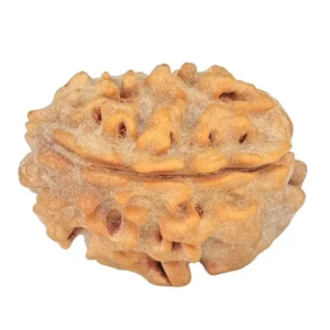 1 Mukhi Rudraksha 21mm 2.31gm - Rudraksha back