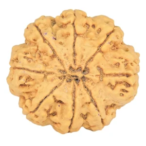 8 Mukhi Rudraksha 30.7mm 7.37gm - Rudraksha back