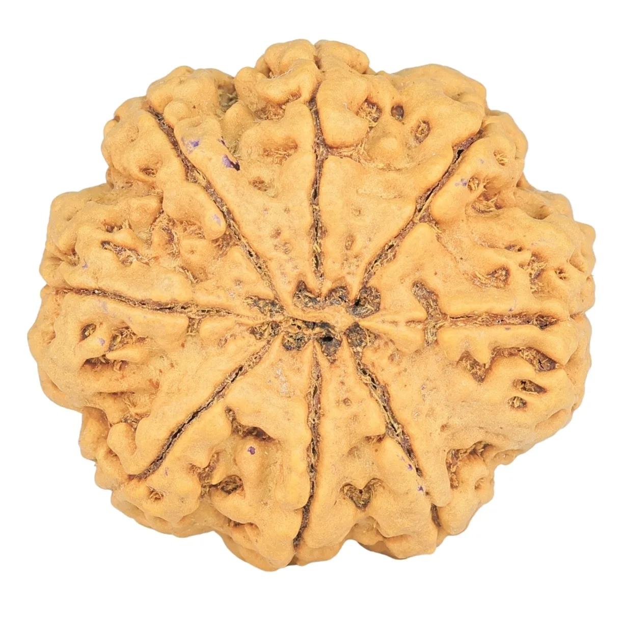 8 Mukhi Rudraksha 30.7mm 7.37gm - Rudraksha back