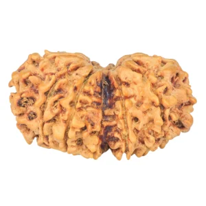12 MK Gaurishankar 35.6mm 6.18gm - Rudraksha back