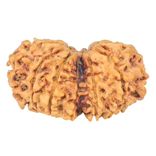 12 MK Gaurishankar 35.6mm 6.18gm - Rudraksha back