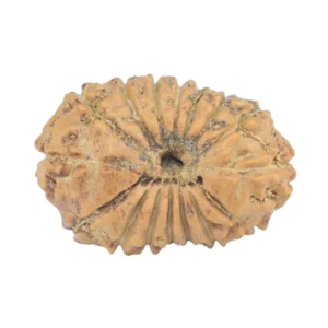 16 Mukhi Rudraksha 18.8mm 1.24gm - Rudraksha back