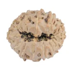 16 Mukhi Rudraksha 19mm 2gm - Rudraksha back