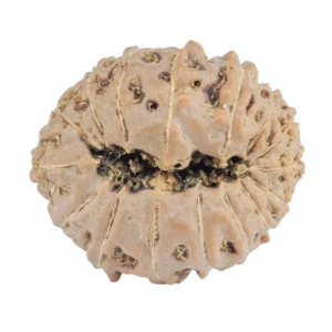 16 Mukhi Rudraksha 19mm 2gm - Rudraksha back