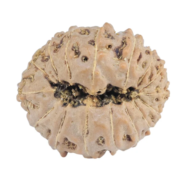 16 Mukhi Rudraksha 19mm 2gm - Rudraksha back