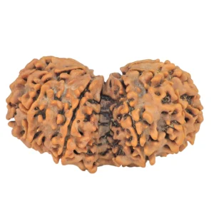 11 MK Gaurishankar 37.8mm 7gm - Rudraksha back