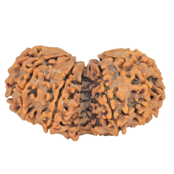 11 MK Gaurishankar 37.8mm 7gm - Rudraksha back