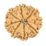 8 Mukhi Rudraksha 24.1mm 3.59gm - Rudraksha back
