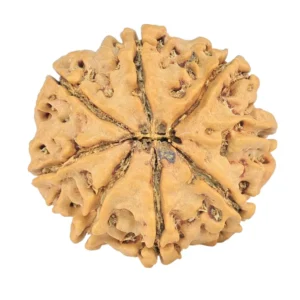 8 Mukhi Rudraksha 24.1mm 3.59gm - Rudraksha back