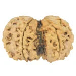 6 Mk Gaurishankar 32.3mm 4gm - Rudraksha back