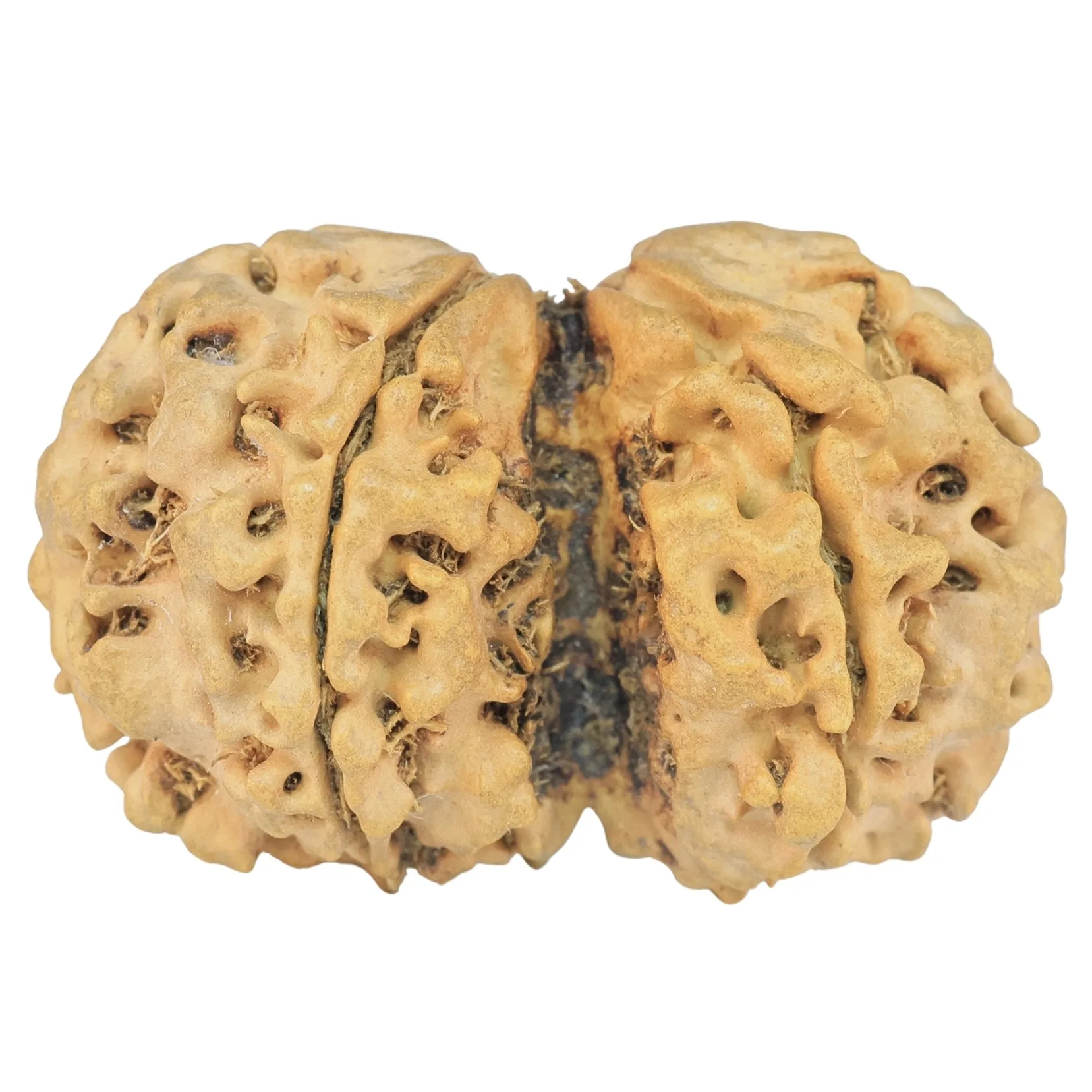 6 Mk Gaurishankar 32.3mm 4gm - Rudraksha back