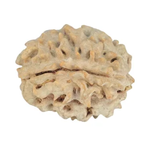 1 Mukhi Rudraksha 22.7mm 3gm - Rudraksha back