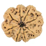 8 Mukhi Rudraksha 32.5mm 8.32gm - Rudraksha back