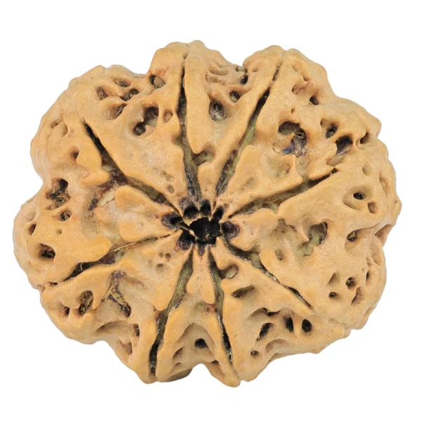8 Mukhi Rudraksha 32.5mm 8.32gm - Rudraksha back