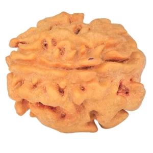 1 Mukhi Rudraksha 21.5mm 3.07gm - Rudraksha back