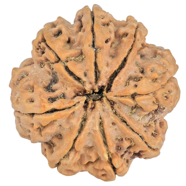 8 Mukhi Rudraksha 29.7mm 7.23gm - Rudraksha back
