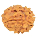 1 Mukhi Rudraksha 21.1mm 2.6gm - Rudraksha back