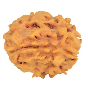 1 Mukhi Rudraksha 21.1mm 2.6gm - Rudraksha back