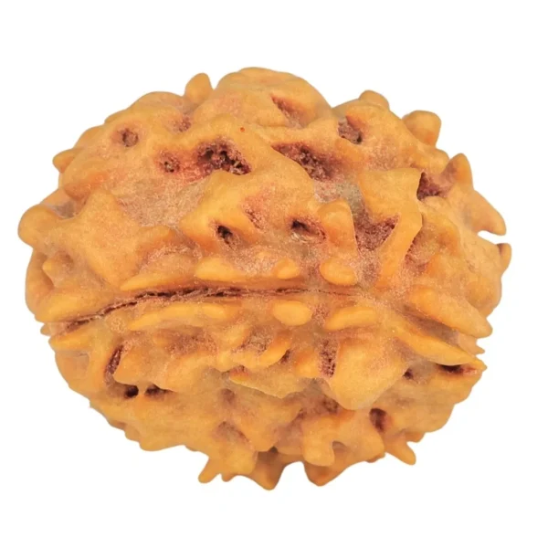 1 Mukhi Rudraksha 21.1mm 2.6gm - Rudraksha back