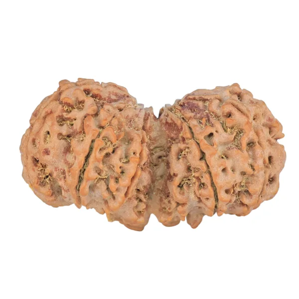 9 MK Gaurishankar 44.7mm 11.11gm - Rudraksha back