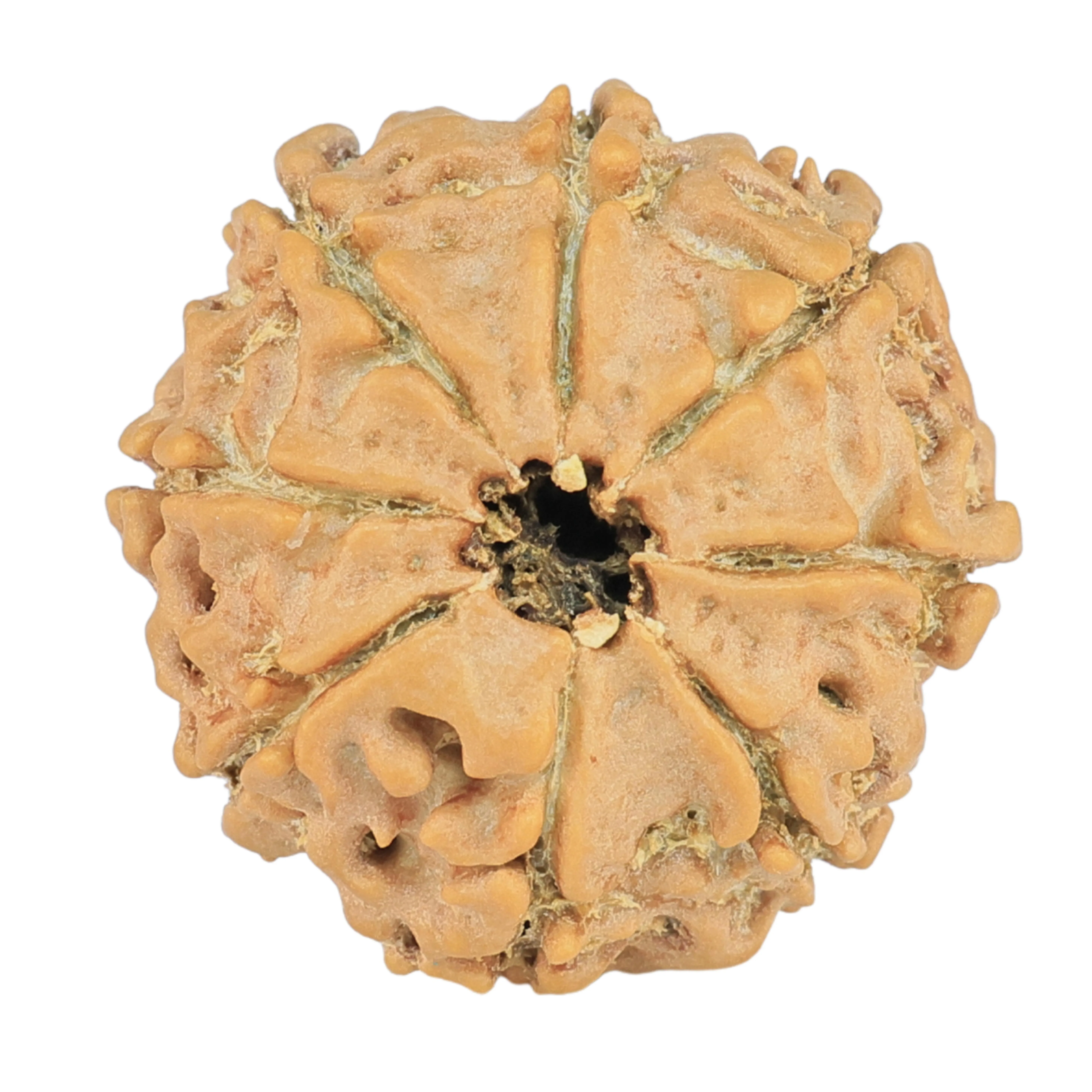 8 Mukhi Rudraksha 21.3mm 2.49gm - Rudraksha back