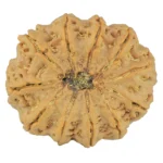 11 Mukhi Rudraksha 34.5mm 9.39gm - Rudraksha back