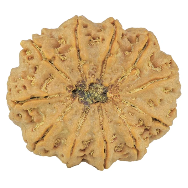 11 Mukhi Rudraksha 34.5mm 9.39gm - Rudraksha back