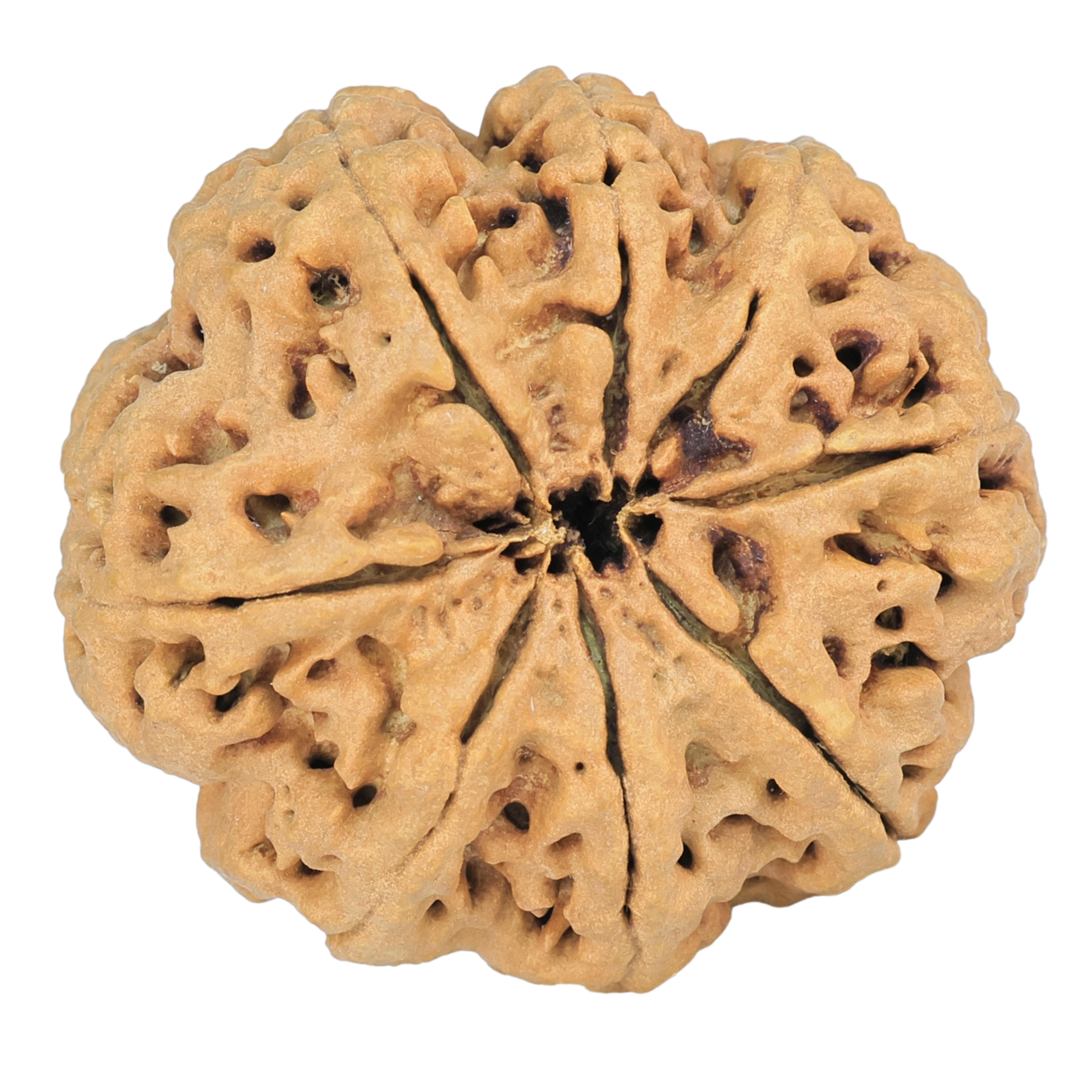 8 Mukhi Rudraksha 33mm 8gm - Rudraksha back