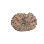 16 Mukhi Rudraksha 12.8mm 0.39gm - Rudraksha back