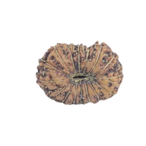 16 Mukhi Rudraksha 12.8mm 0.39gm - Rudraksha back