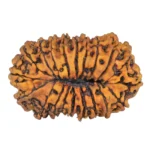 20 Mukhi Rudraksha 37.9mm 3.85gm - Rudraksha back