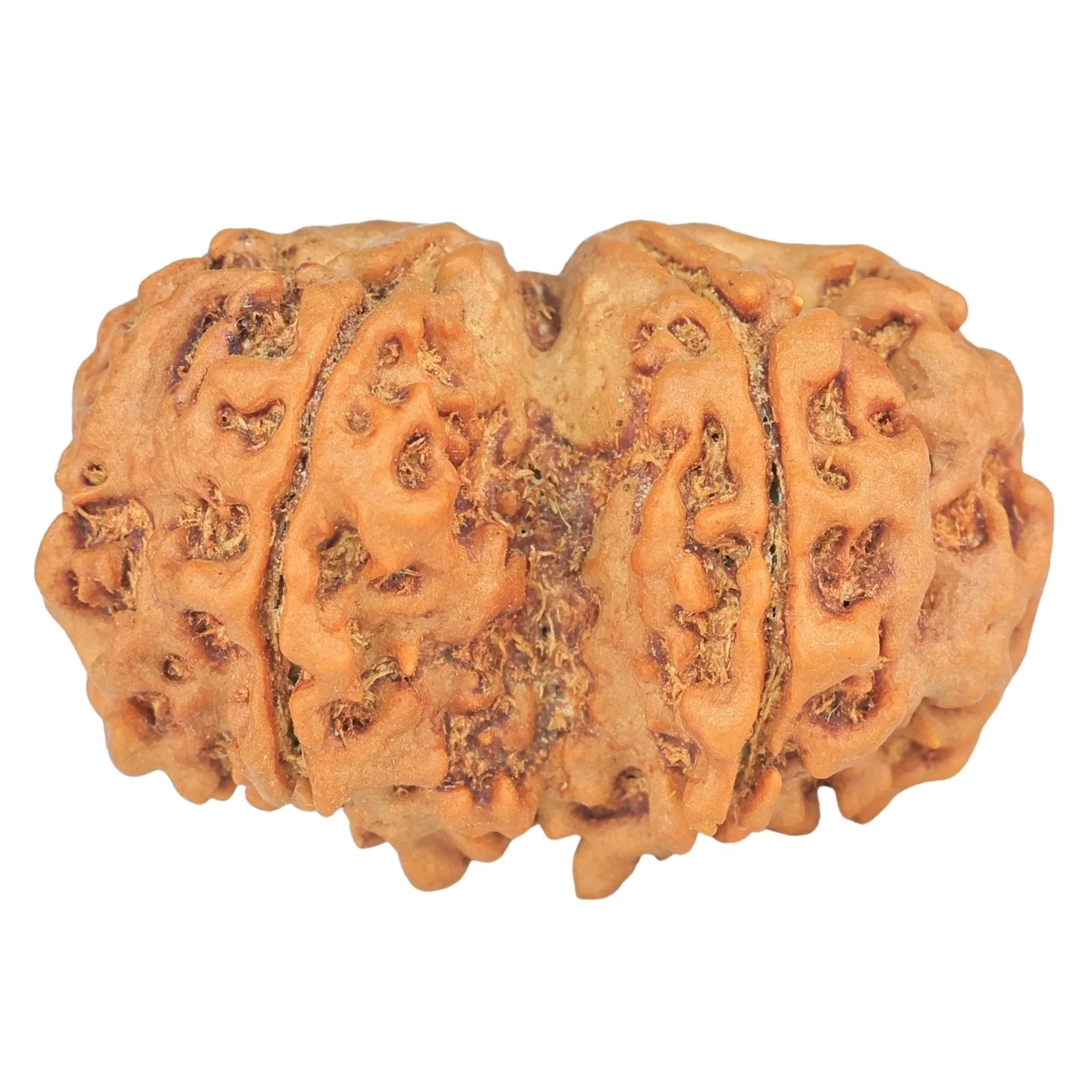 6 Mk Gaurishankar 30.8mm 5.1gm - Rudraksha back