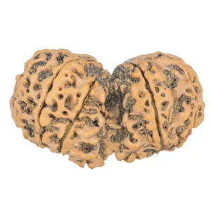10 Mk Gaurishankar 39.9mm 7.32gm - Rudraksha back