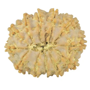 12 Mukhi Rudraksha 24.2mm 3.47gm - Rudraksha back
