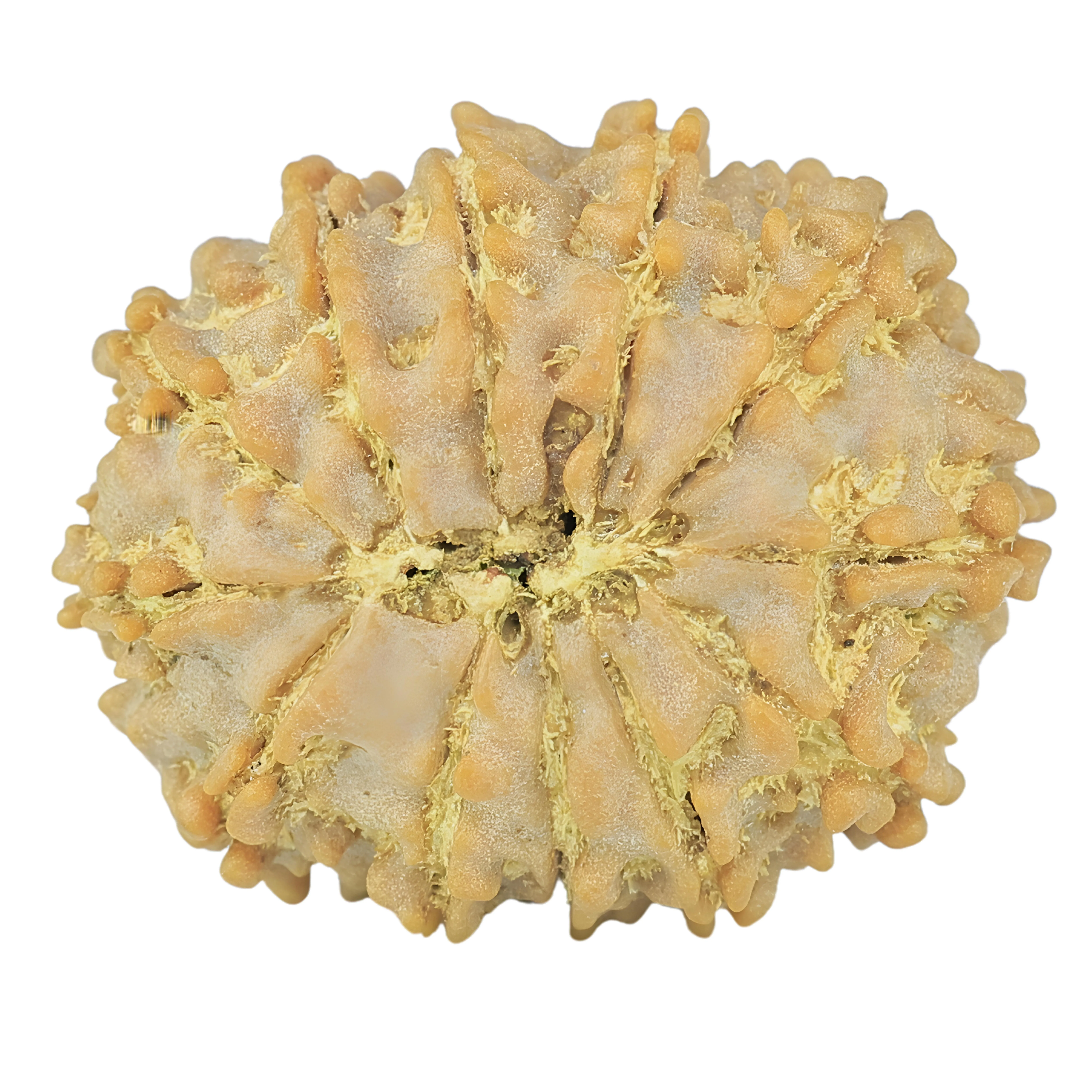 12 Mukhi Rudraksha 24.2mm 3.47gm - Rudraksha back