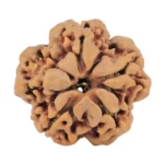 1MK(Underdeveloped) 21.2mm 3.05gm - Rudraksha back
