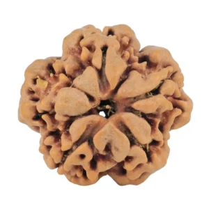 1MK(Underdeveloped) 21.2mm 3.05gm - Rudraksha back