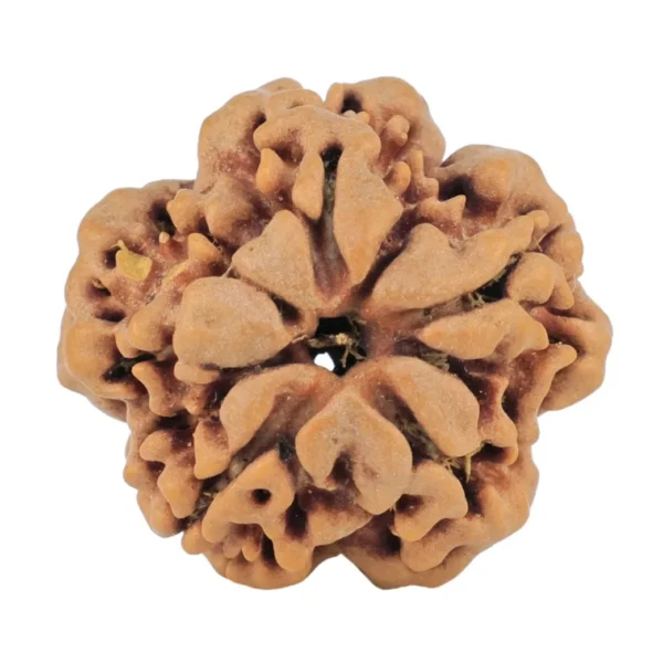 1MK(Underdeveloped) 21.2mm 3.05gm - Rudraksha back
