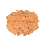 1 Mukhi Rudraksha 23.1mm 2.93gm - Rudraksha back