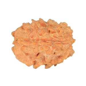 1 Mukhi Rudraksha 23.1mm 2.93gm - Rudraksha back