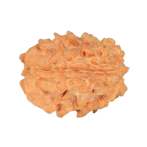 1 Mukhi Rudraksha 23.1mm 2.93gm - Rudraksha back