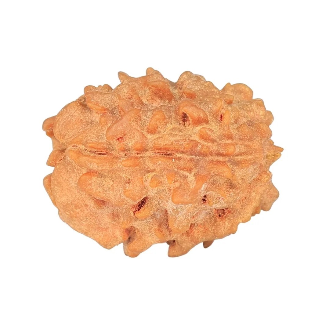 rudraksha_back_image-fQ_d7.jpg 1 Mukhi Rudraksha 23.1mm 2.93gm - Rudraksha back