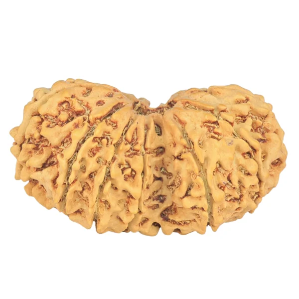 12 MK Gaurishankar 36.8mm 5.32gm - Rudraksha back